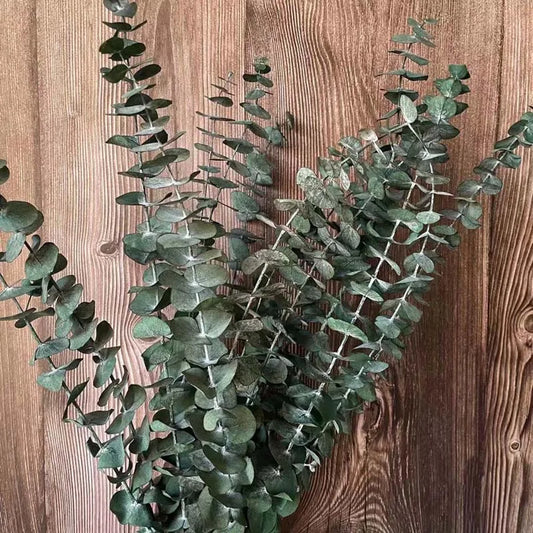 10 PCS Real Eucalyptus Dried Leaves