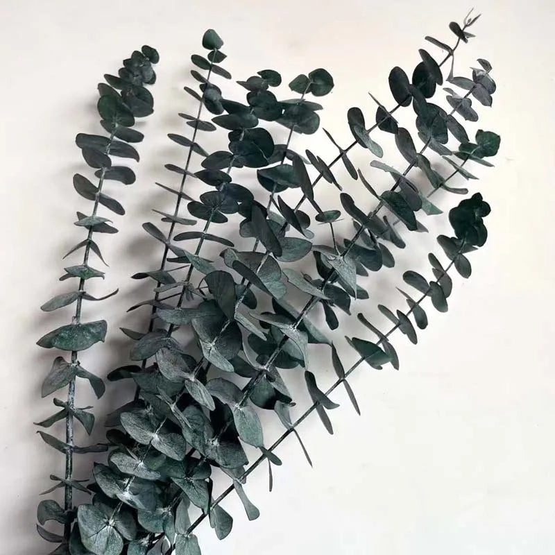 10 PCS Real Eucalyptus Dried Leaves