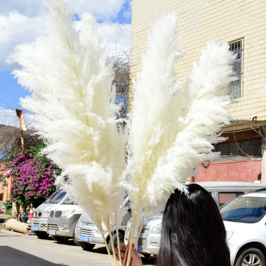 Premium Natural Pampas Grass Flowers